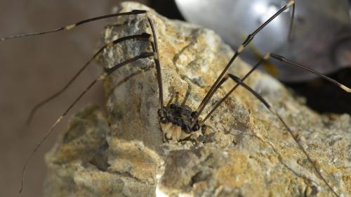 Réf. 280 295 : Gyas titanus